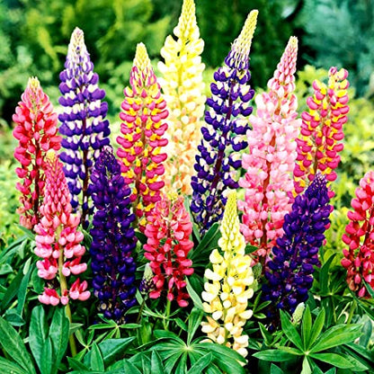 Lupine Flower Mix 50+ Seeds Bluebonnet Quaker Bonnets Wildflower Lupin Mixed Colors Seeds for Flower Garden - size: small