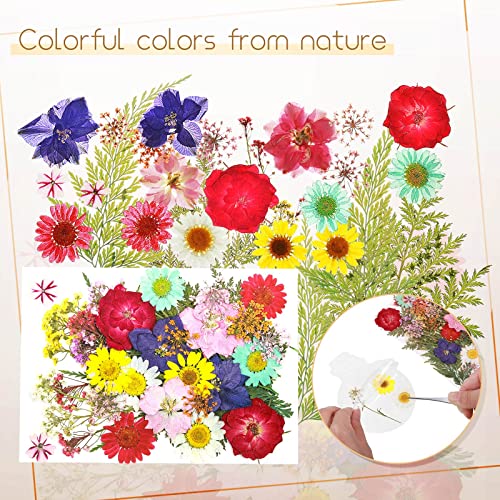Taobary 91 Pcs DIY Dried Flowers Bookmarks Transparent, Classic Color - color: Classic Color