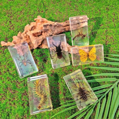 6 Pcs Taxidermy Bugs in Resin, Specimen Insects Butterfly Centipede Beetle - size: 6 ML Insects