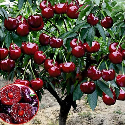 Non-GMO Fruit Seeds Assortment (430PCS) - 100 Grape, 100 Apple, 100 Kiwi, 10 Sugar Apple, 100 Mulberry, 20 Cherry Seeds, Adaptable for Pots & Gardens, Indoor Outdoor Usage