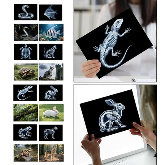 16 Animal X-Ray Set, Educational Science Kit for Kids to Explore Bone Structures for Lightstand Accessories, Light and Shadow Areas (Pets Series) - color: Pet Collection