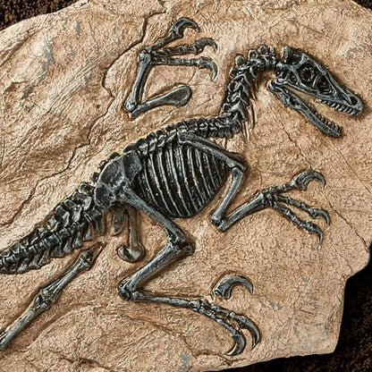 Resin Dinosaur Fossil Sculpture – Velociraptor Skeleton Desk & Wall Decor