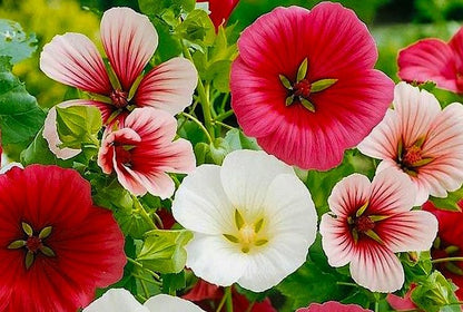 Malope Seed Mix Malva-Rose Annual Mallow 200+ Non-GMO Seeds