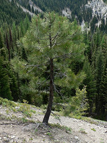 Ponderosa Pine | Tree Seed Grow Kit | The Jonsteen Company