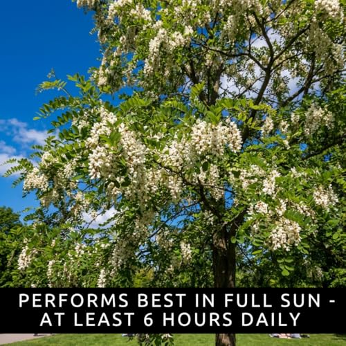 50 Black Locust Tree Seeds for Planting – Robinia pseudoacacia, Fast Growing Nitrogen Fixing Tree, Fragrant White Flowers, Rot Resistant Hardwood, Cold Hardy Outdoor Shade Tree