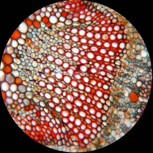 AmScope Cordless Compound Monocular Microscope, 25 Prepared Slides - style: M158C-2L-PS25