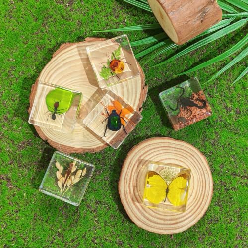 6 Real Insects Specimen in Resin – Taxidermy Bug Butterfly Beetle Locust Scorpion Ant with Scenery, Science Classroom Display,Nature Oddity Decor for Insect Collector, Christmas Birthday Gift(Habitat) - size: 6 Scenery