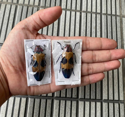Real Chrysochroa Buqueti Beetle Taxidermy Specimen Unmounted BO-82 - color: 1 Beetle #82