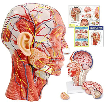 Human Half Head Superficial Neurovascular Musculature Model with Brain - style: Model with Removable Brain