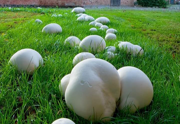 Giant Puffball Mushroom Spores in Grains – Calvatia Gigantea for Planting