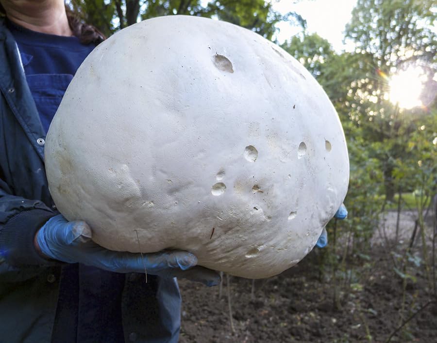 Giant Puffball Mushroom Spores in Grains – Calvatia Gigantea for Planting