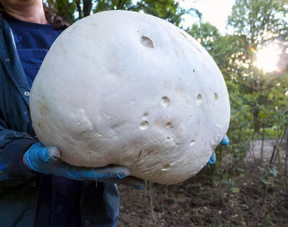 Giant Puffball Mushroom Spores in Grains – Calvatia Gigantea for Planting