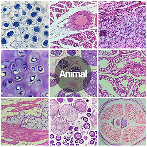 30 Microscope Slides with Specimens for Kids, Prepared Microscope Slides for Kids Microbiology, Glass Slides for Microscope, Biology Gifts for Adults Kids - size: 30pcs