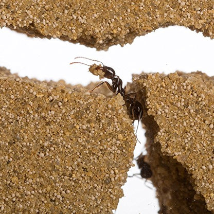 Sand Ant Farm Big - Anthill, Formicarium, Educational, Ants -