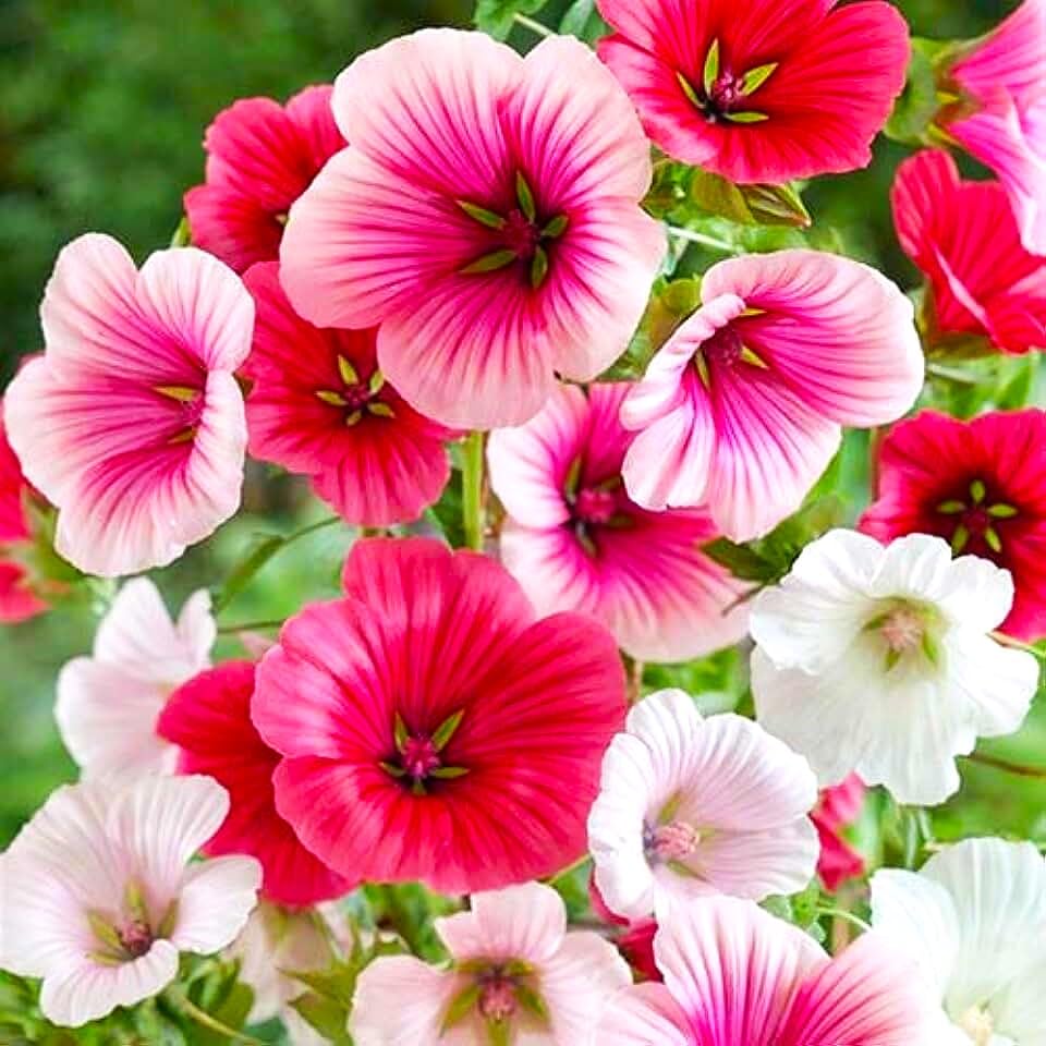 Malope Seed Mix Malva-Rose Annual Mallow 200+ Non-GMO Seeds