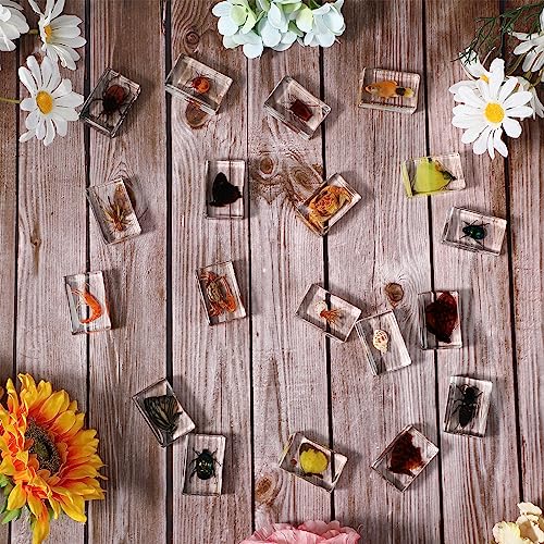12 Pcs Insect in Resin Specimen Butterfly Bugs Collection Paperweights，12 Styles Real Bug Specimen Bug Kit Preserved in Resin for Scientific Educational Display Supplies (Insect)