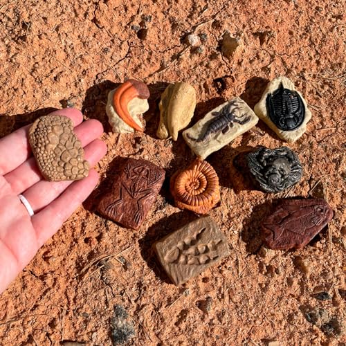 Safari Ltd. Ancient Fossils TOOB - Figurines: Dino Footprint, Giant Crab, Ammonite, Raptor Claw, T-Rex Tooth, Frog Skeleton, Sea Scorpion & More - Educational Toys for Boys, Girls & Kids Ages 3+