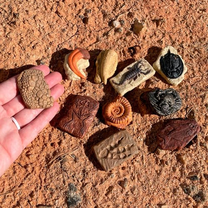 Safari Ltd. Ancient Fossils TOOB - Figurines: Dino Footprint, Giant Crab, Ammonite, Raptor Claw, T-Rex Tooth, Frog Skeleton, Sea Scorpion & More - Educational Toys for Boys, Girls & Kids Ages 3+