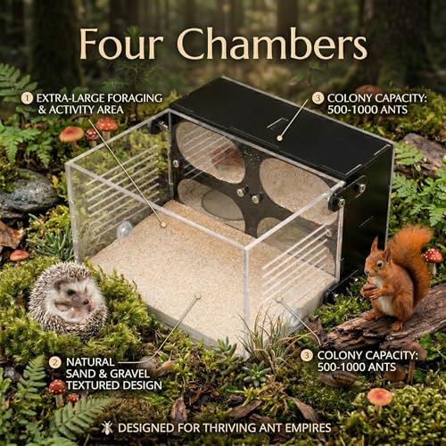 Strata Series - QuadCave Ant Nest with Starter kit - size: QuadCave