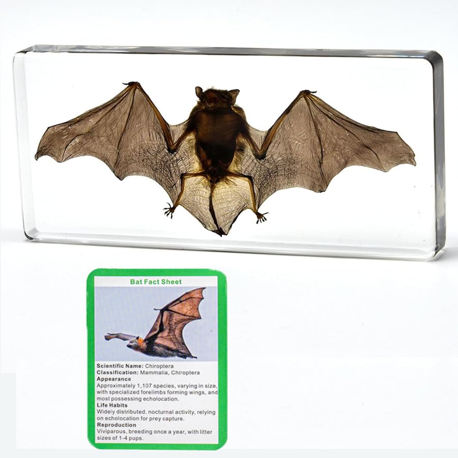 Bat Specimen,Resin Taxidermy Animal Specimens,Framed Bat Decoration for Educational Displays,Taxidermy Enthusiasts, Oddities Collectors,Science Education (5.5”×2.4“×1”) - size: 5.5”×2.4“×1”