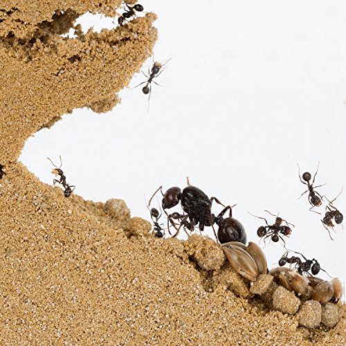 Sand Ant Farm Big - Anthill, Formicarium, Educational, Ants -