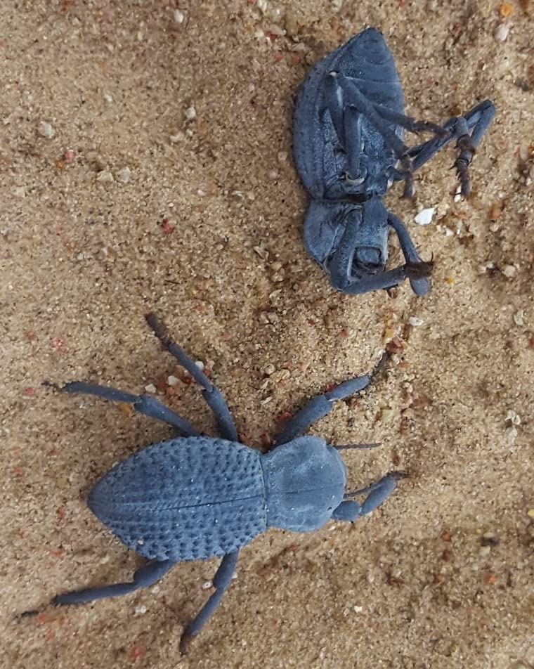 Flawed Blue Death Feigning Beetle (Group of 10) - Fun & Easy Care - Live Ironclad Beetle!