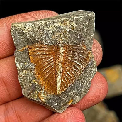 4 Pcs Real Trilobite Tail Fossil kit with Display Stand Come Form 400 Million Years Ago Real Fossils Paleontology Gifts for Men Women