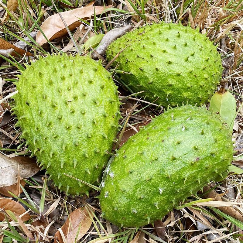 100 Apple & 100 Grape & 100 Kiwi & 100 Soursop & 10 Mulberry & 20 Cherry Seeds for Planting - Non-GMO Fruit Seeds for Home Garden, Sweet & Juicy