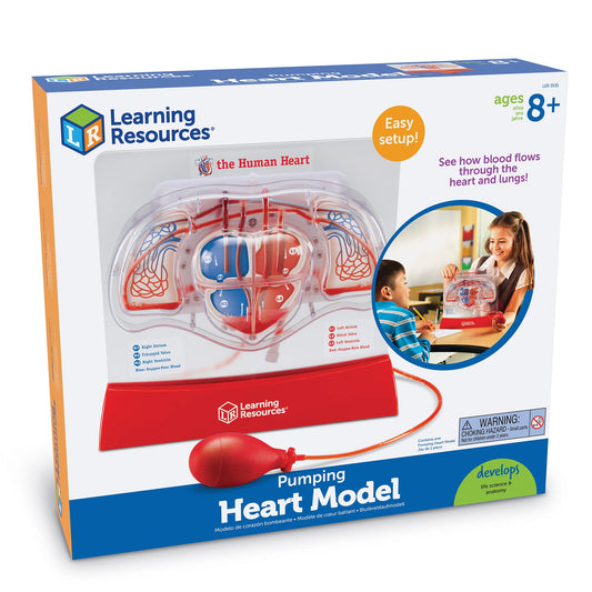 Learning Resources Pumping Heart Model